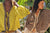 CLARAMONTE Baumwollbluse "Nina" patch yellow