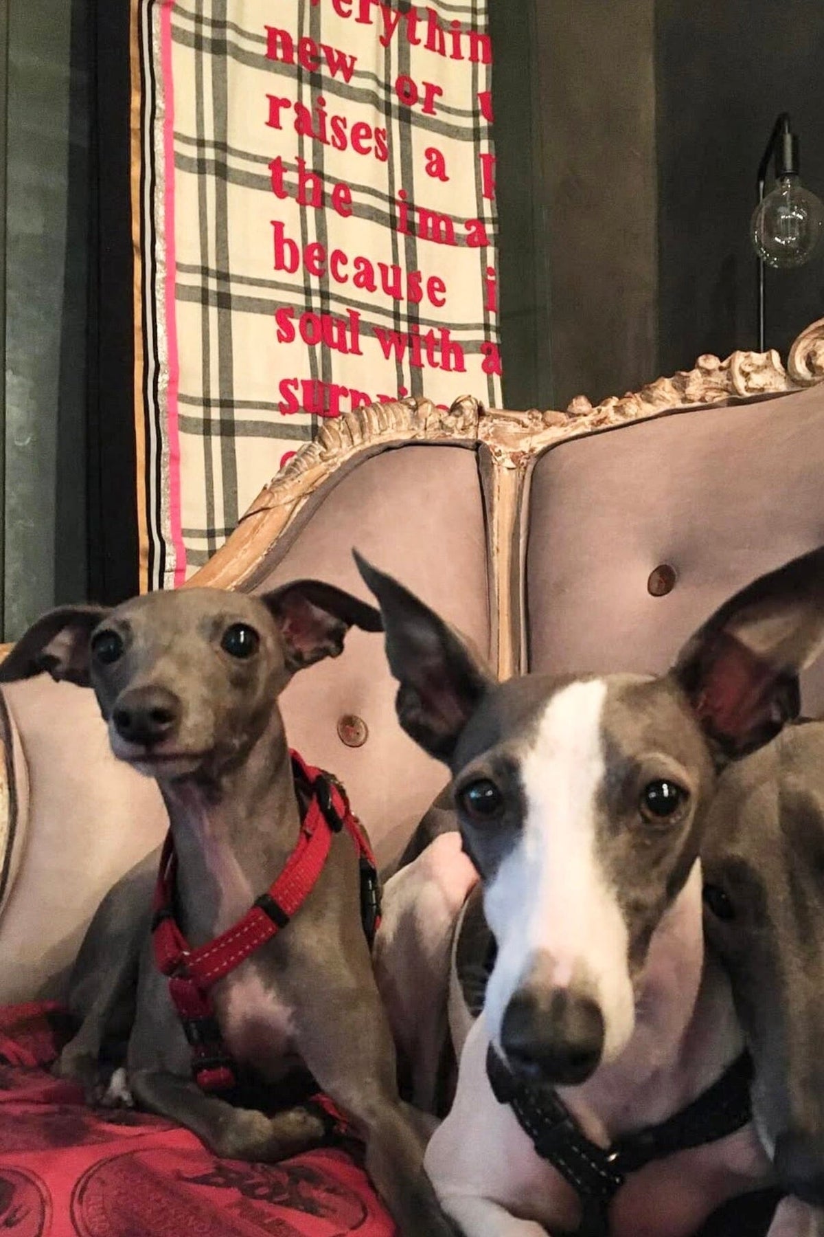 KARIEN BELLE WOOL Plaid "POETRY" off-white/black