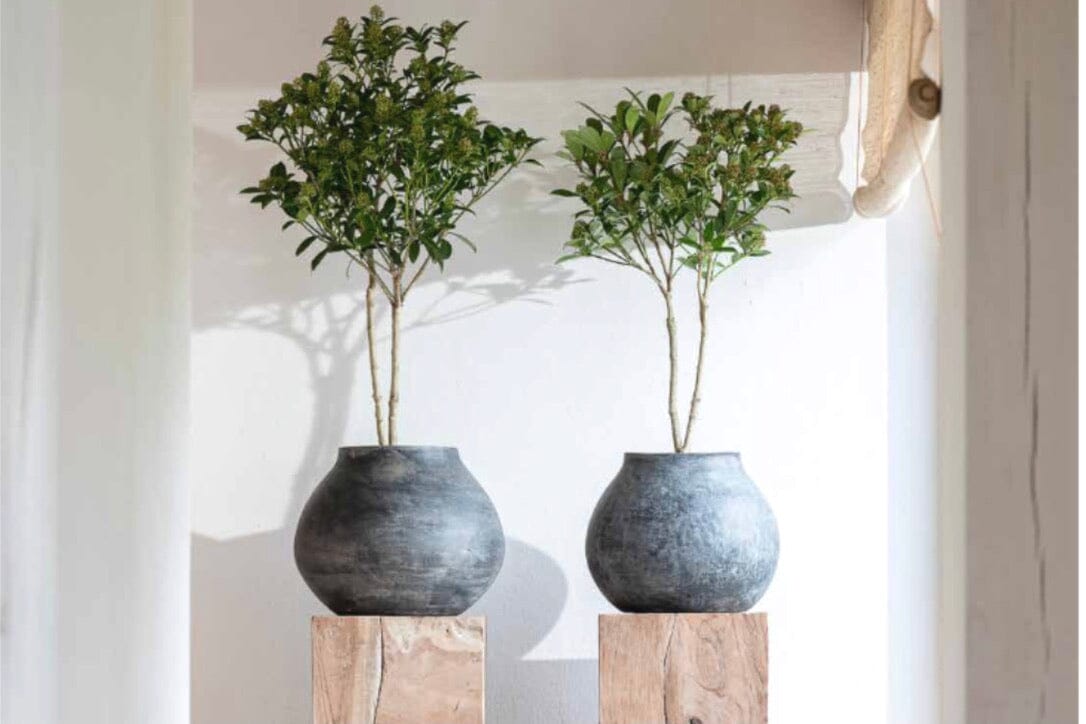 Gommaire Tonvase